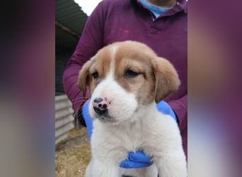Hund Rüde Tierschutz Welpe Bundesweite Vermittlung