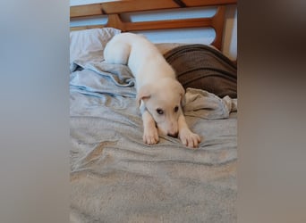 Welpe Hund Hündin Tierschutz Bundesweite Vermittlung