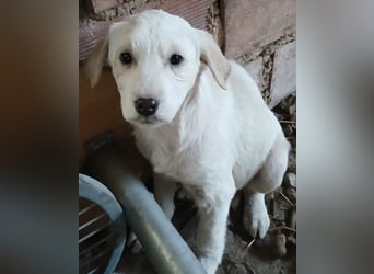 Hund Hündin Welpe Yaila Tierschutz Bundesweite Vermittlung