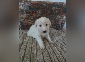 Hund Hündin Welpe Tierschutz Bundesweite Vermittlung