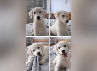 Welpe Hund Hündin Tierschutz Bundesweite Vermittlung