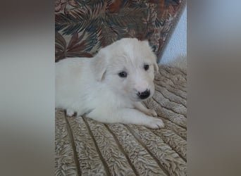 Hund Hündin Welpe Tierschutz Bundesweite Vermittlung