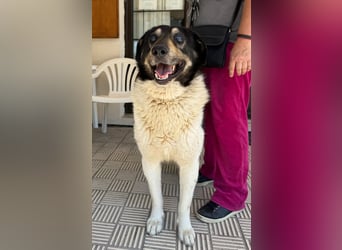 Hund Rüde Tierschutz kastriert Blind Handicap Bundesweite Vermittlung