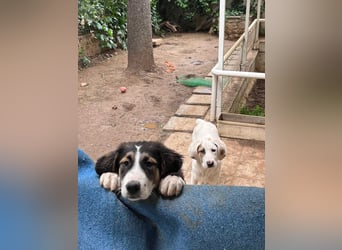 Hund Hündin Welpe Tierschutz Bundesweite Vermittlung