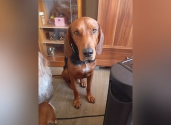 Hund Rüde Tierschutz Bundesweite Vermittlung