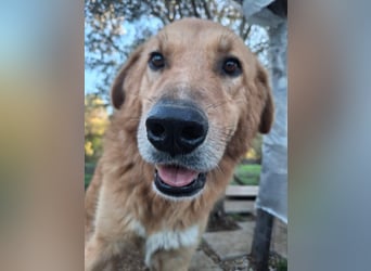 Hund Hündin Tierschutz Bundesweite Vermittlung