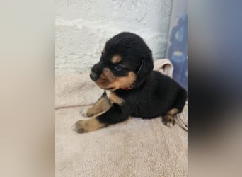 Hund Hündin Welpe Tierschutz Bundesweite Vermittlung