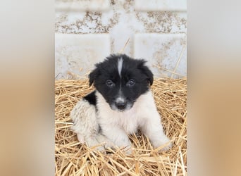 Hund Rüde Welpe Tierschutz Bundesweite Vermittlung