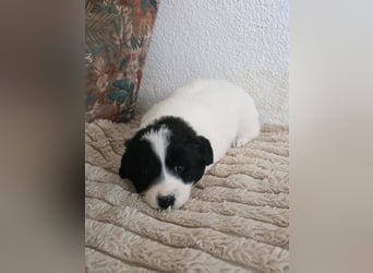 Hund Hündin Welpe Tierschutz Bundesweite Vermittlung