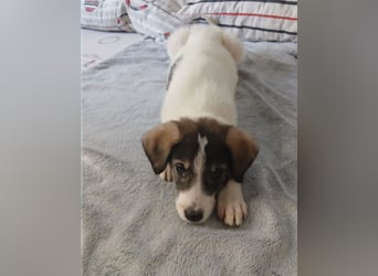 Hund Hündin Welpe Tierschutz Bundesweite Vermittlung