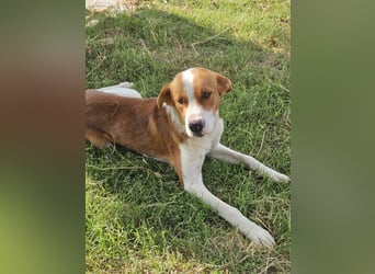Hund Rüde Tierschutz Bundesweite Vermittlung