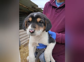 Hund Rüde Welpe Tierschutz Bundesweite Vermittlung