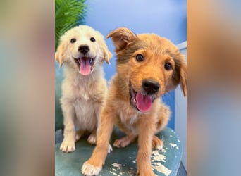 Hund Hündin Welpe Tierschutz Bundesweite Vermittlung