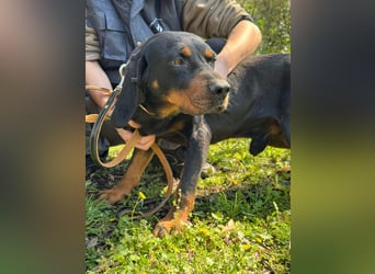 Hund Rüde Tierschutz Bundesweite Vermittlung