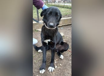 Hund Hündin Tierschutz Kastriert Bundesweite Vermittlung
