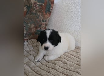 Hund Hündin Welpe Tierschutz Bundesweite Vermittlung