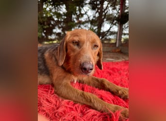 Hund Hündin Kastriert Tierschutz Bundesweite Vermittlung
