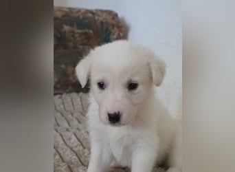 Hund Hündin Welpe Tierschutz Bundesweite Vermittlung