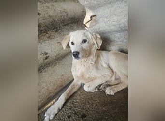 Hund Hündin Welpe Tierschutz Bundesweite Vermittlung