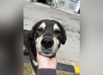 Hund Rüde Tierschutz Bundesweite Vermittlung
