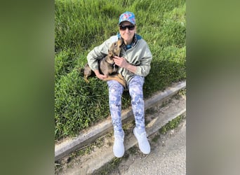 Hund Rüde Welpe Tierschutz Bundesweite Vermittlung