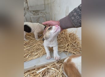 Hund Rüde Tierschutz Welpe Bundesweite Vermittlung