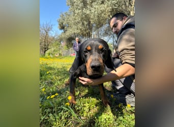 Hund Rüde Tierschutz Bundesweite Vermittlung