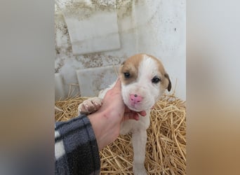 Hund Rüde Tierschutz Welpe Bundesweite Vermittlung