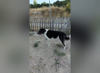 Hund Rüde Tierschutz kastriert Blind Handicap Bundesweite Vermittlung