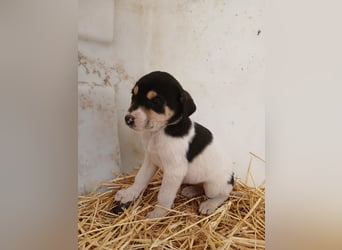 Hund Hündin Welpe Tierschutz Bundesweite Vermittlung