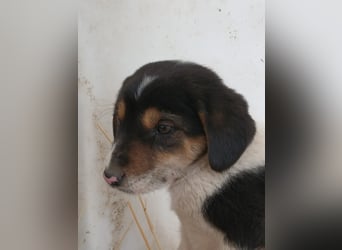 Hund Rüde Welpe Tierschutz Bundesweite Vermittlung