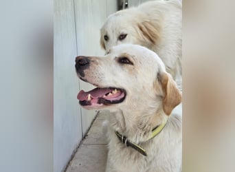 Hund Hündin Kastriert Tierschutz Bundesweite Vermittlung