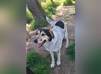 Hund Rüde Tierschutz Bundesweite Vermittlung