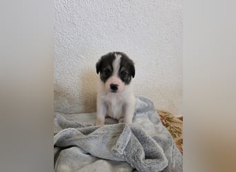 Hund Hündin Welpe Tierschutz Bundesweite Vermittlung