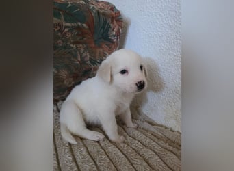 Hund Hündin Welpe Tierschutz Bundesweite Vermittlung