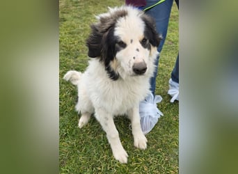 Hund Rüde Tierschutz Bundesweite Vermittlung