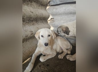 Hund Hündin Welpe Tierschutz Bundesweite Vermittlung