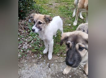 Hund Rüde Tierschutz Welpe Bundesweite Vermittlung