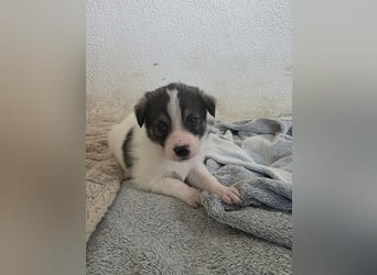 Hund Hündin Welpe Tierschutz Bundesweite Vermittlung