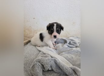 Hund Hündin Welpe Tierschutz Bundesweite Vermittlung