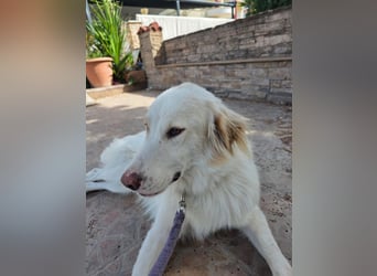 Hund Hündin Kastriert Tierschutz Bundesweite Vermittlung