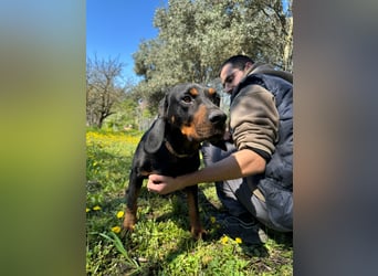 Hund Rüde Tierschutz Bundesweite Vermittlung