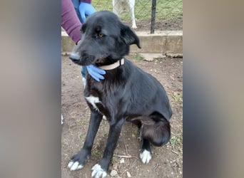 Hund Hündin Tierschutz Kastriert Bundesweite Vermittlung