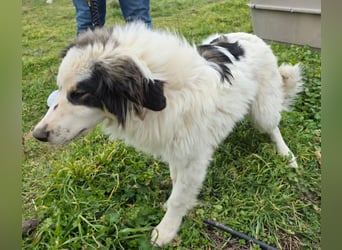 Hund Rüde Tierschutz Bundesweite Vermittlung