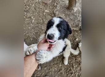 Hund Welpe Rüde Sam Tierschutz