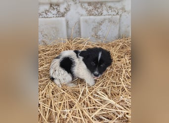 Hund Rüde Welpe Tierschutz Bundesweite Vermittlung