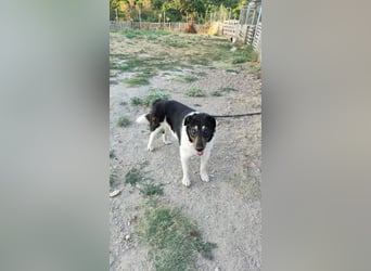 Hund Rüde Tierschutz kastriert Blind Handicap Bundesweite Vermittlung