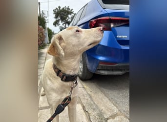 Hund Hündin Tierschutz kastriert Bundesweite Vermittlung