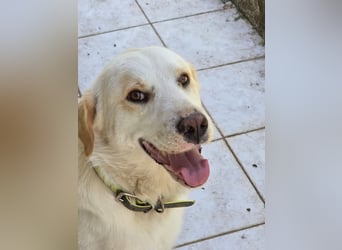 Hund Hündin Kastriert Tierschutz Bundesweite Vermittlung