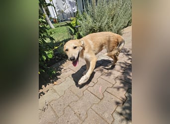 Hund Junghund Hündin Thalia Tierschutz Traumhund